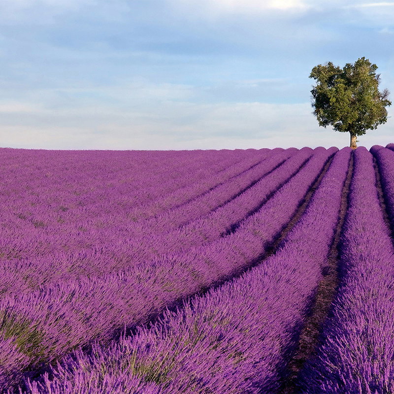 Lavendel Feld, Lila Reihen, Einzelner Baum, Landschaft mit Feldern, Blumen