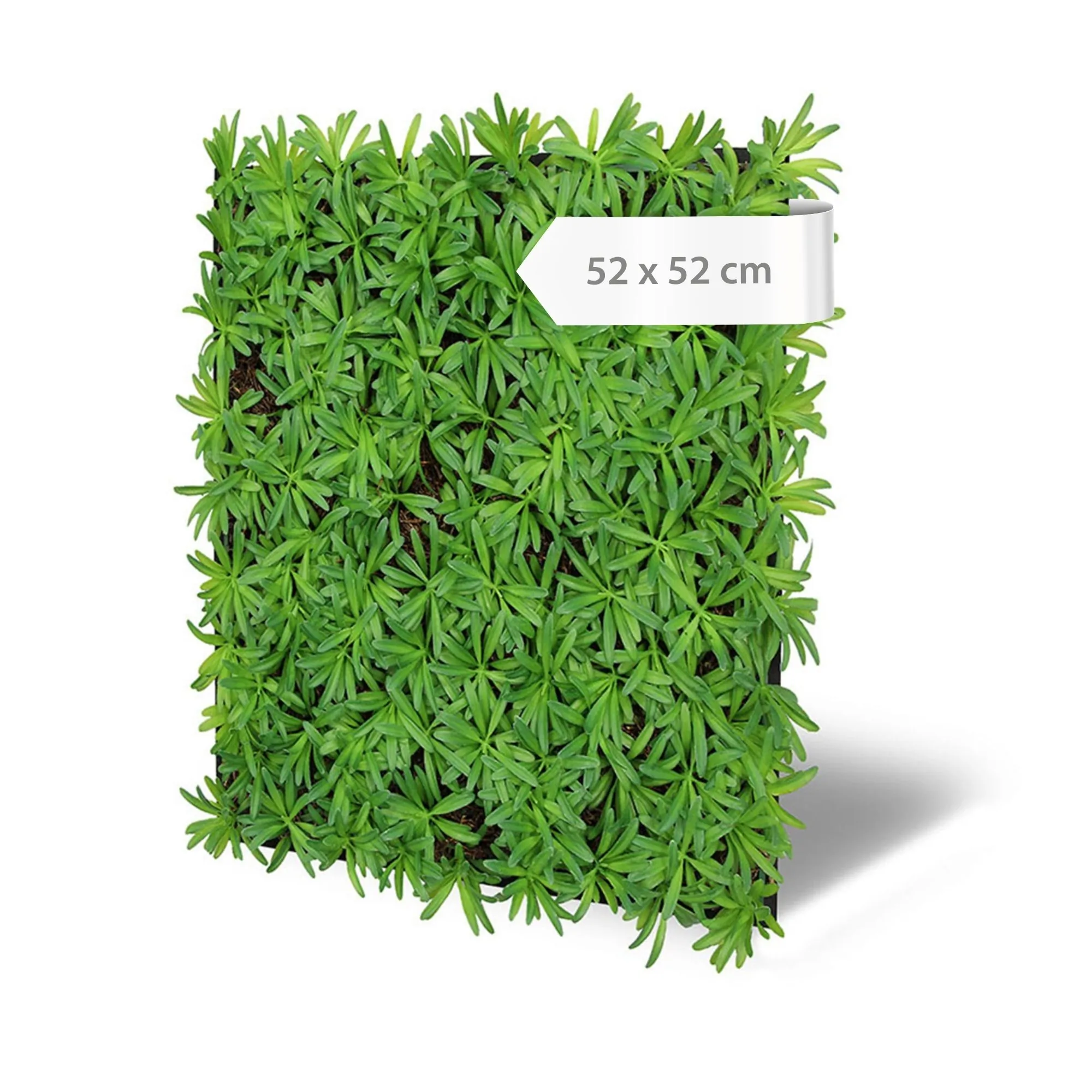 Wall panels with artificial plants featuring a mix of Podocarpus and tea tree, 52 x 52 cm – green