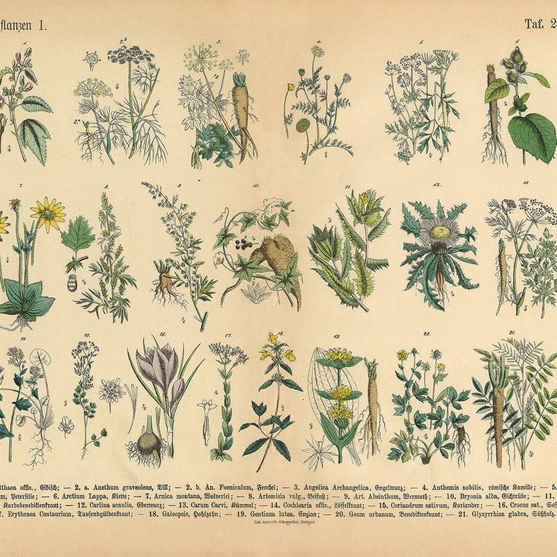         Natur Motiv Fototapete – Vliestapete mit botanischen Zeichnungen – Beige, Grün
    