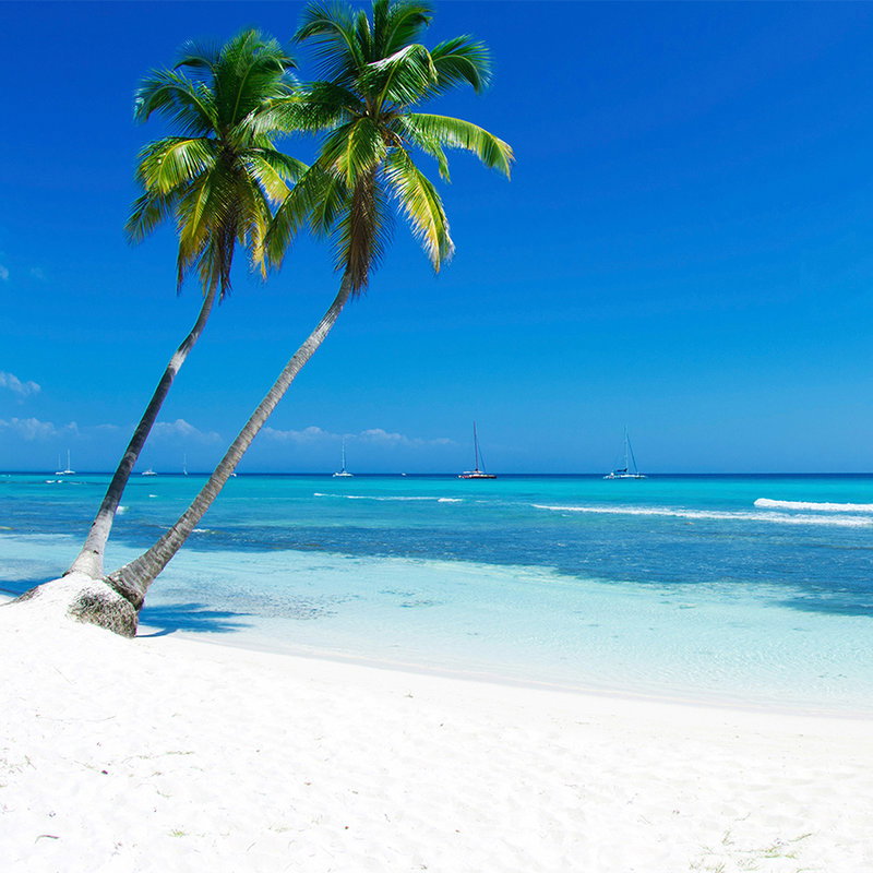 strand, palme, tropisches klima, sandstrand, meereskueling
