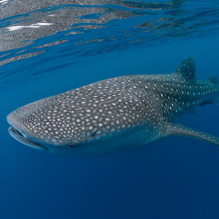         Fototapete Unterwassermotiv Walhai
    