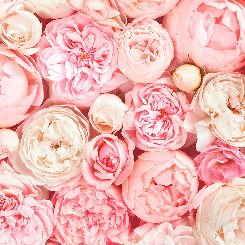 Blume, Rose, Blütenblatt, Blumen-Arrangement, Blumenstrauß