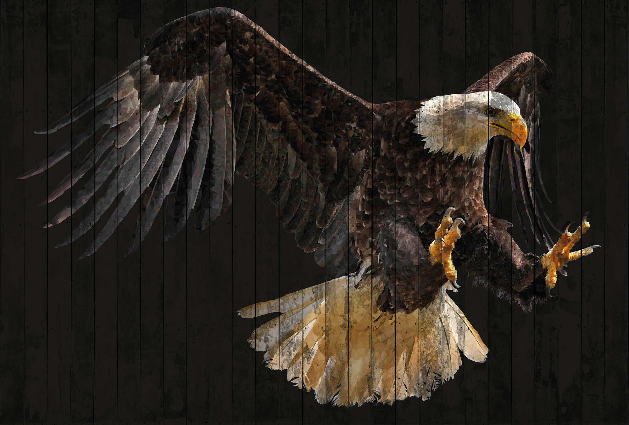 Tier, Vogel, Adler, Schnabel, Weißkopfseeadler
