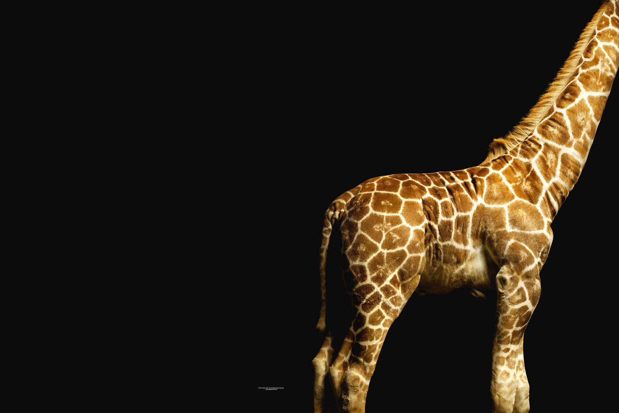 Giraffenkörper – Fototapete mit Tier-Portrait