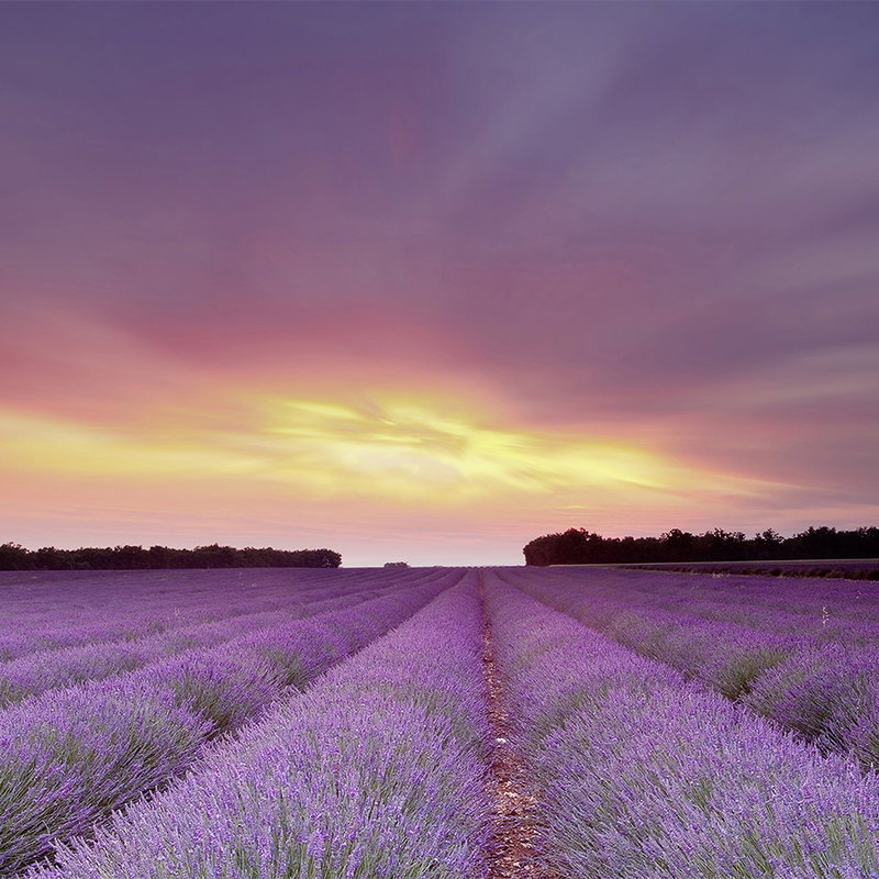 Lavendel Feld, Lila Reihen, Sonnenuntergang Himmel, Landschaft Hof, ofener Boden Pfad
