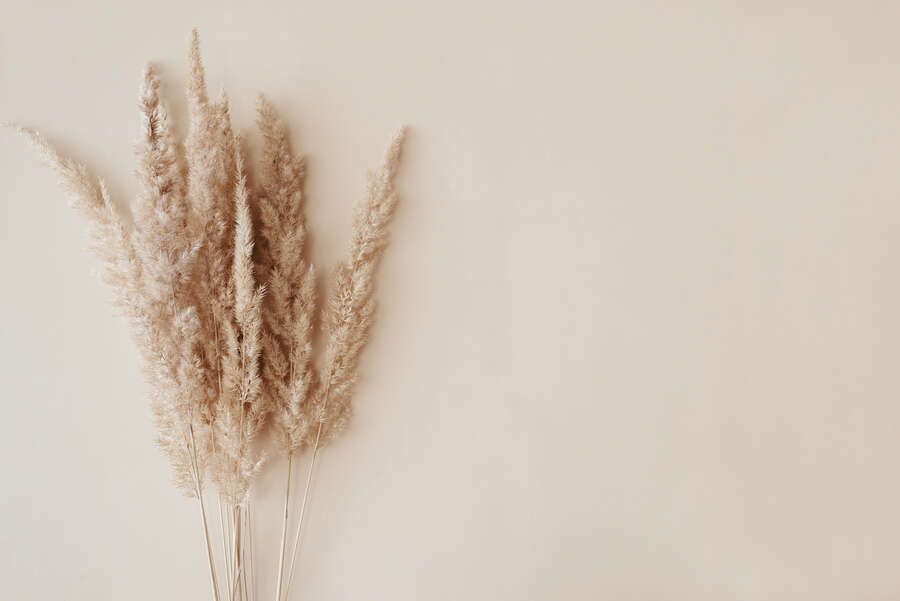             Elegante Pampasgras-Fototapete – Natürliche Ästhetik in warmen Erd-Tönen als Vliestapete – Bunt
        