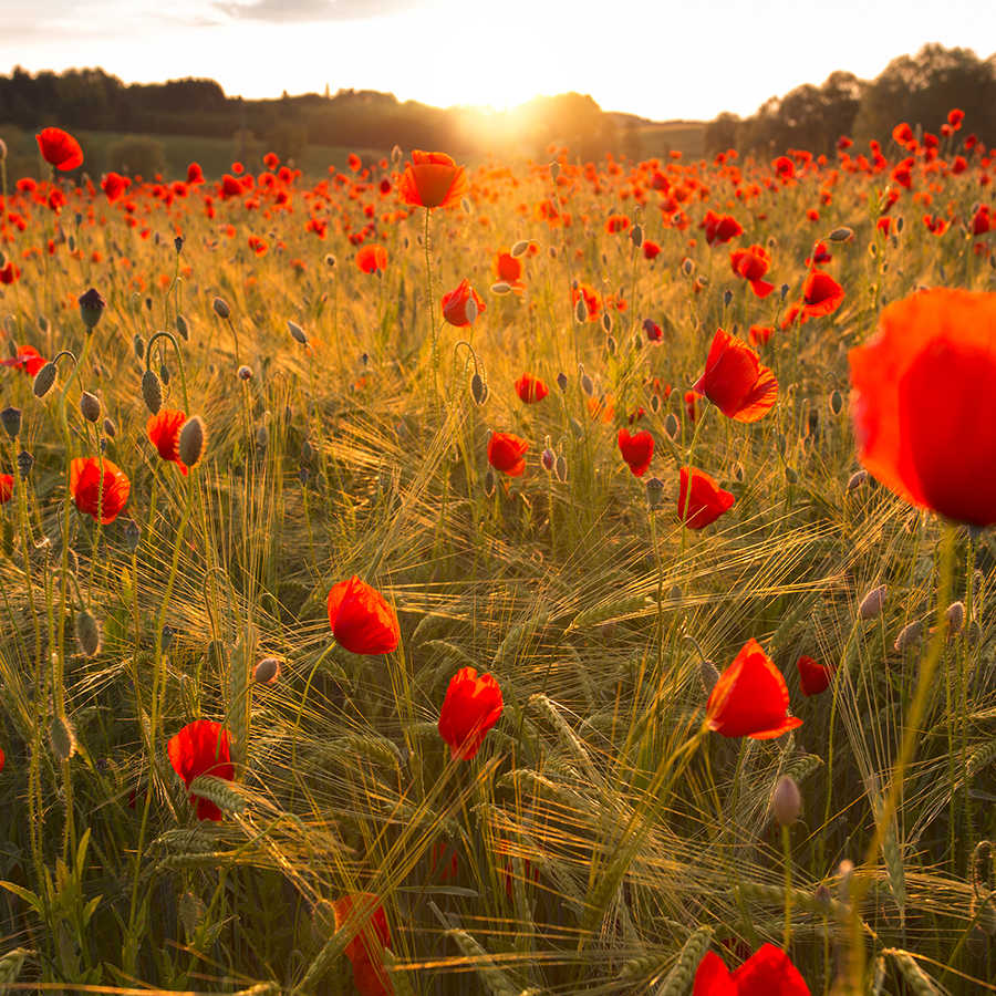 Mohnfeld, Roter Klatschmohn, Blumenfeld, Sommerlicht, Grashalm