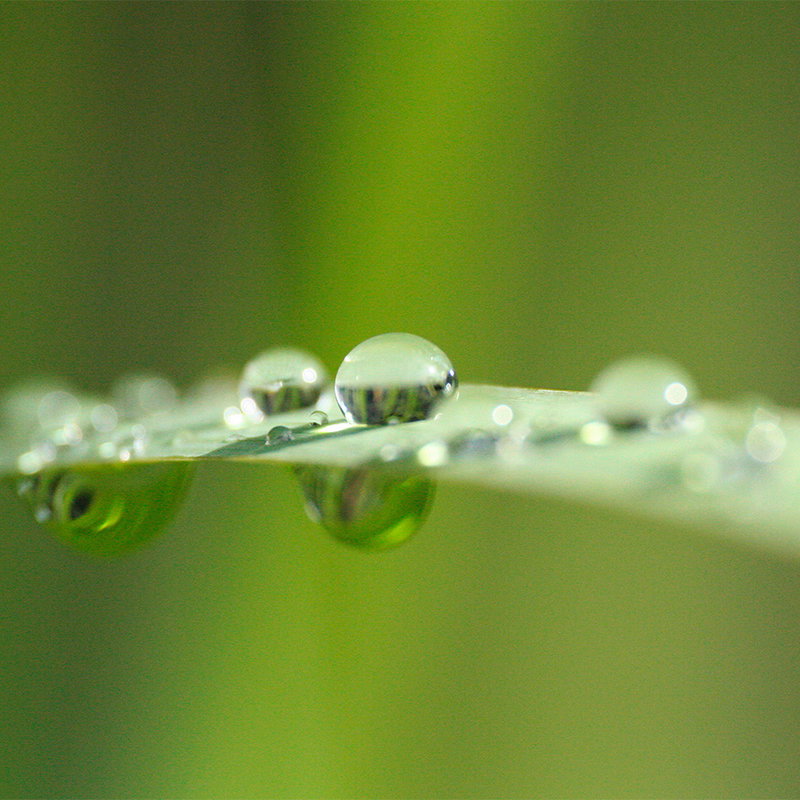 Tautropfen, Blatt, Grün, Wassertropfen, Makro