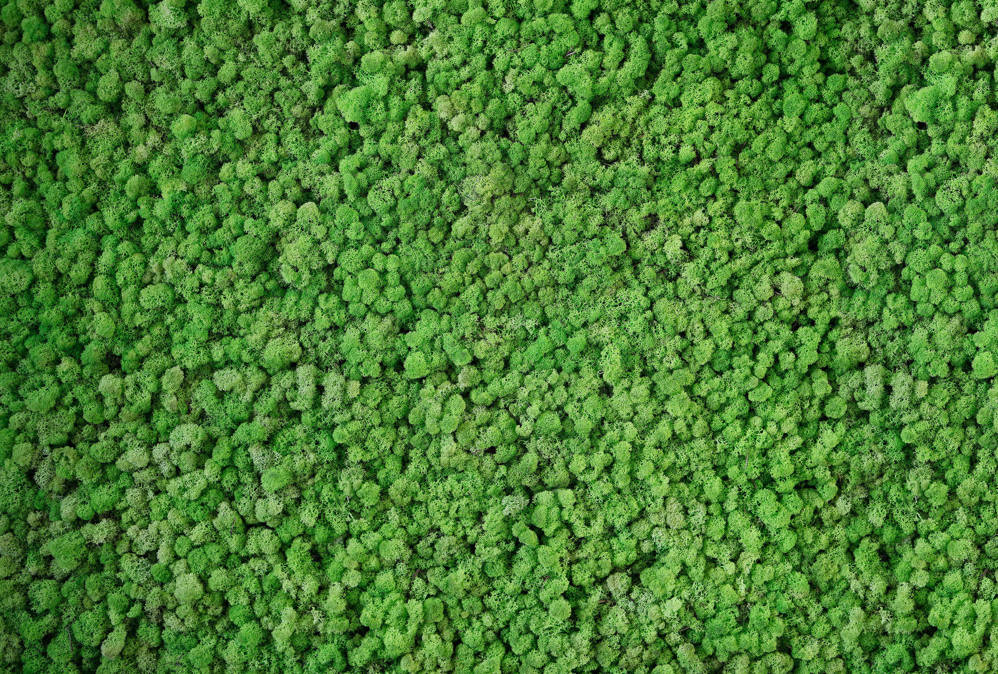             Fototapete im Natur Look – Vliestapete mit Moos- und Rasenoptik im 3D Design – Grün
        