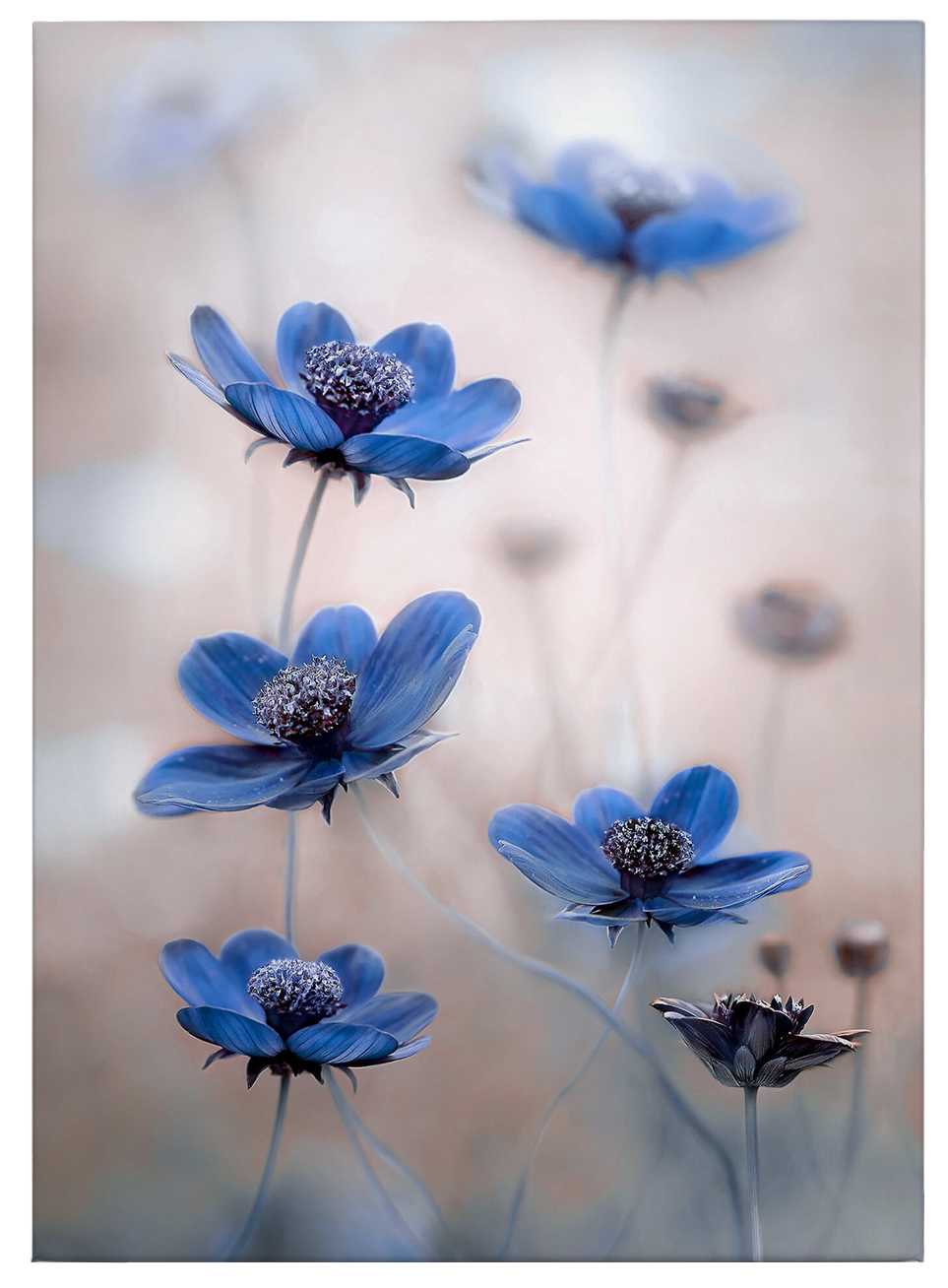             Canvas print "Blue cosmos" by Discher – blue
        