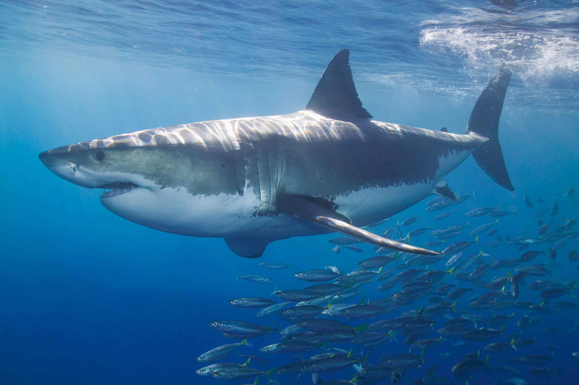             Grote Witte Haai - Dierlijk Portret Behang
        