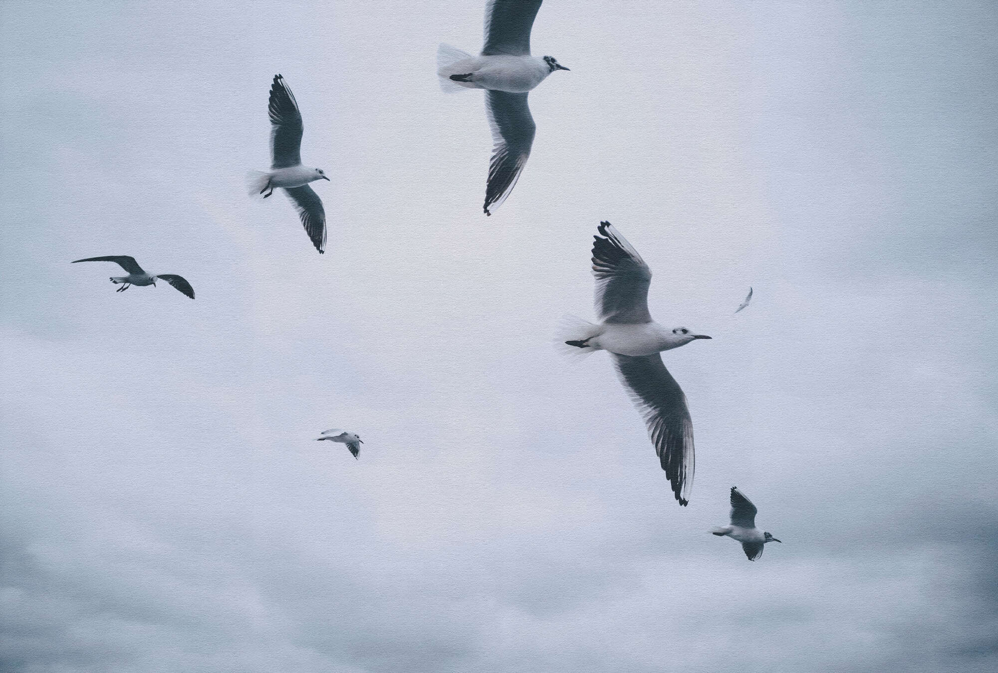 Tier, Vogel, Fliegend, Möwe, Schnabel