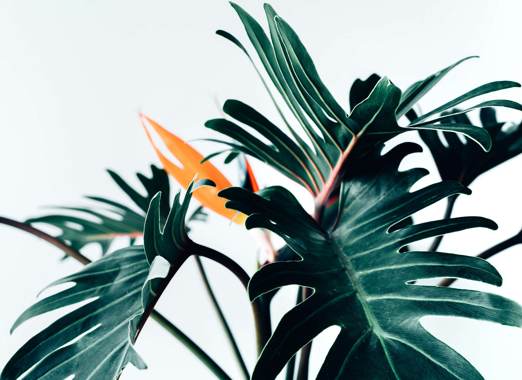 pflanze, Monstera, Blätter, Grün, Krautfarben