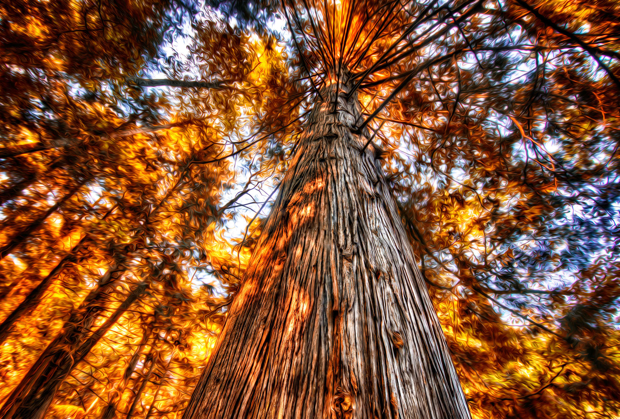             Fototapete Blick in die Baumkrone in glühenden Farben
        