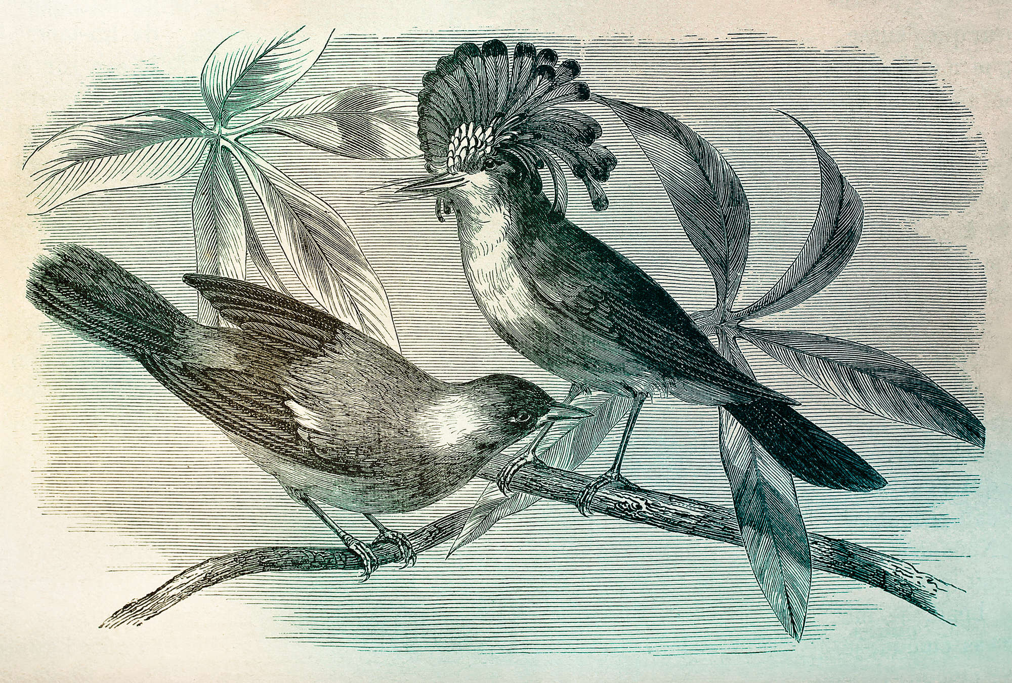 Kunst, Zeichnen, Tier, Vogel