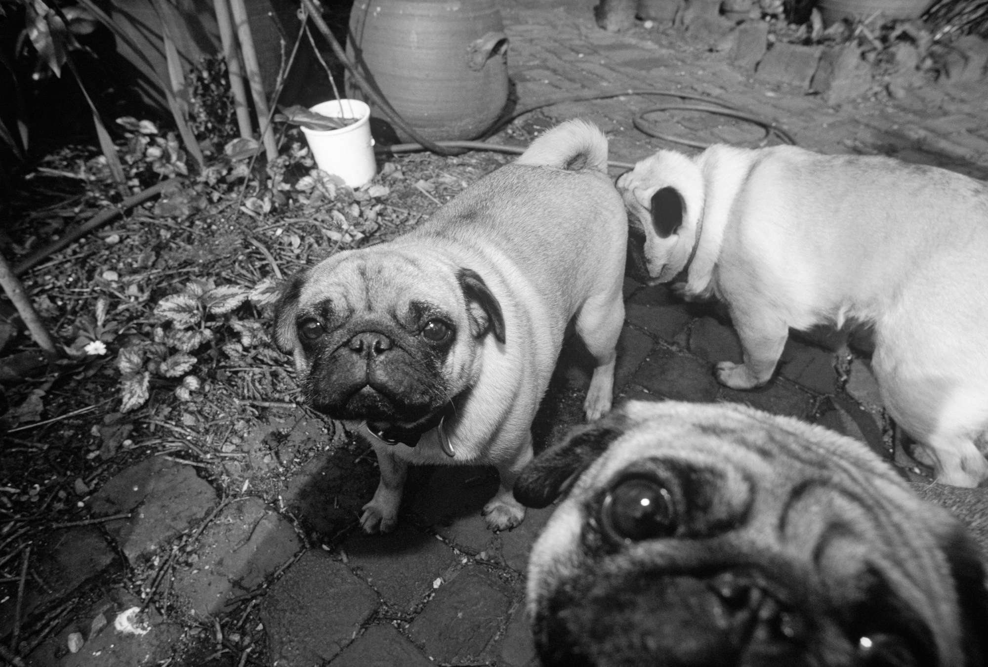 Hund, Mops, Hundegruppe, Außenbereich, Pflegeleinen