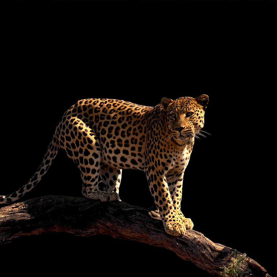 Leopard, Gepunktet, Wildkatze, Tier, Astlage