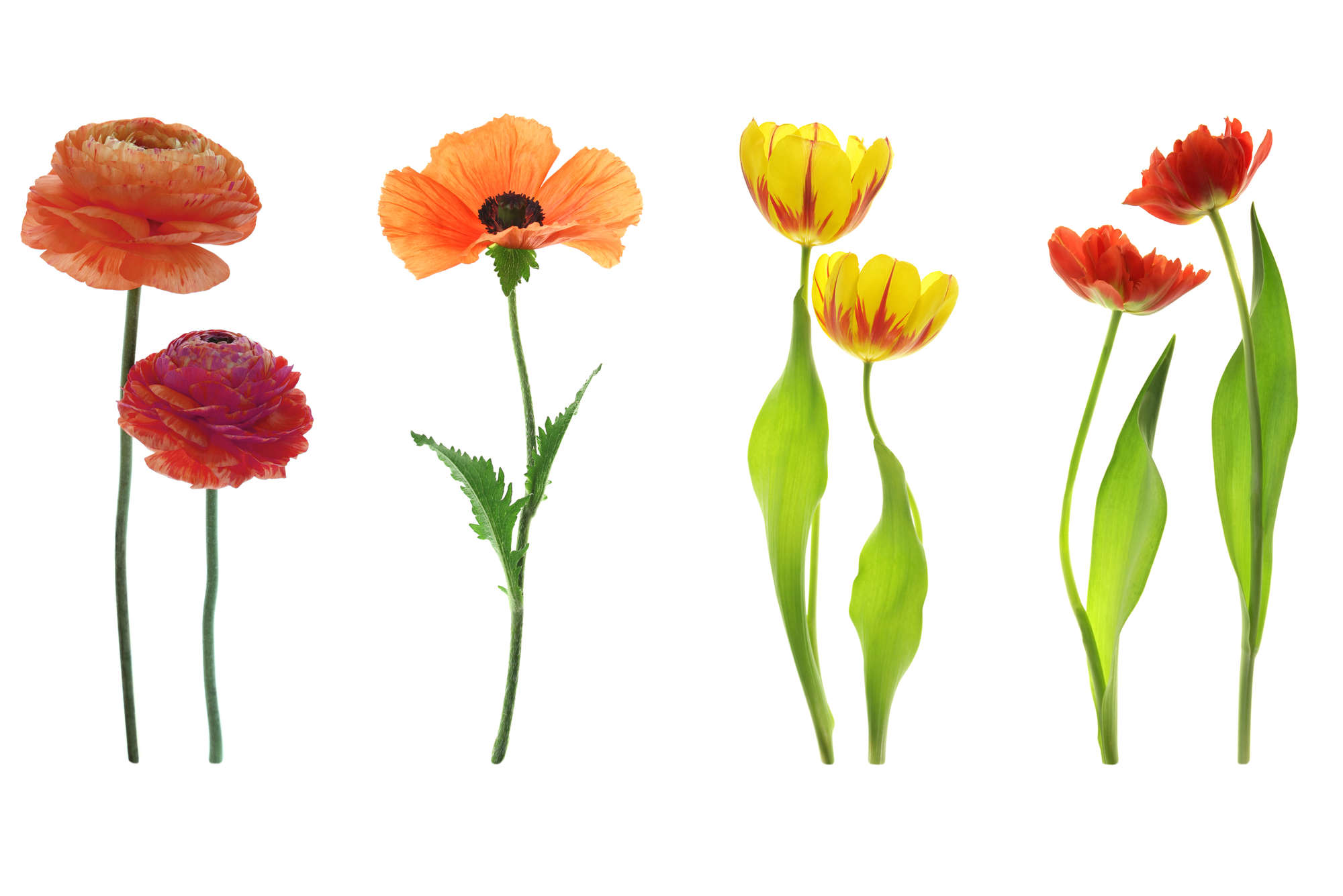blumen, tulpe, orangene farben, stängel, blätter