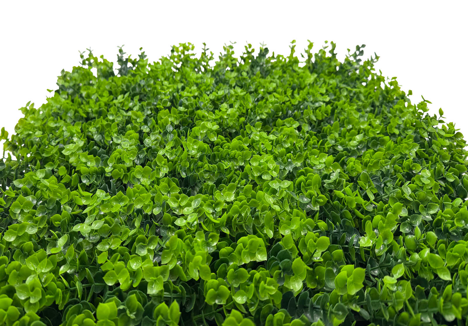 grün, Hecke, Blätter, Sträucher, dichtes Laub