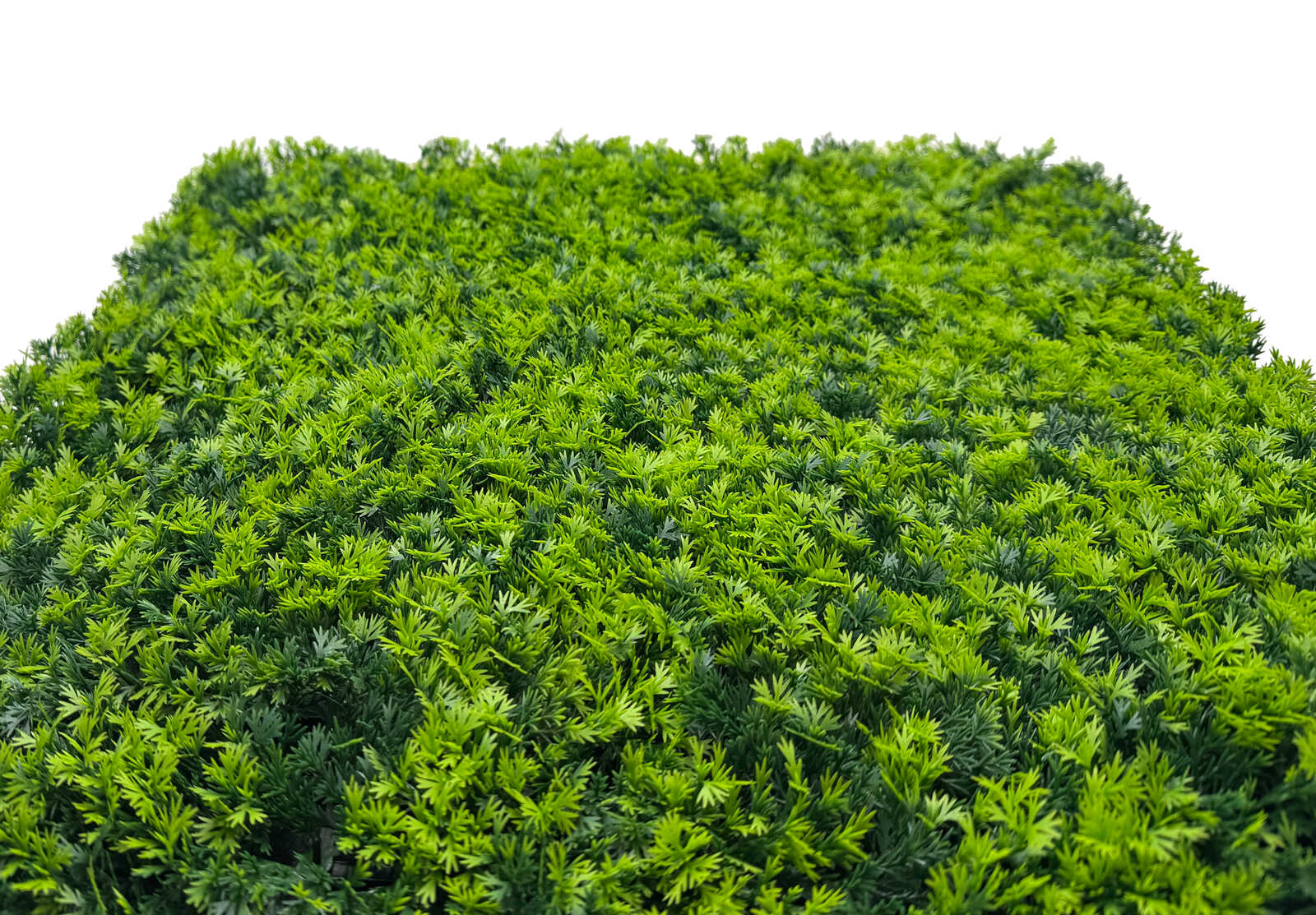 grün, pflanzen, hecke, blätter, sträucher
