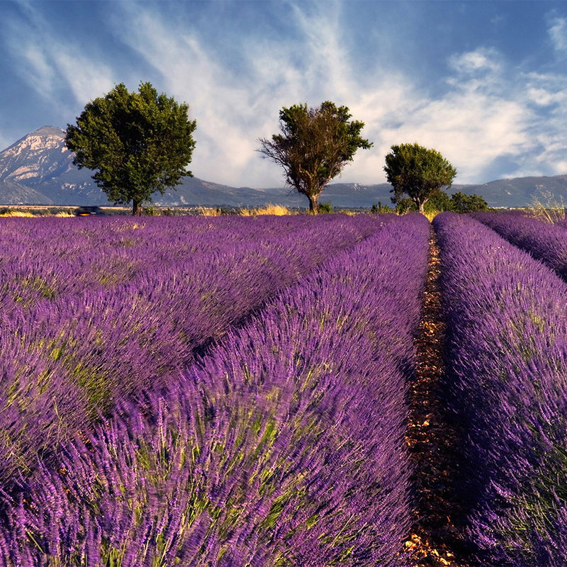 Lavendel, Feld, Reihen, Pfad, Bäume