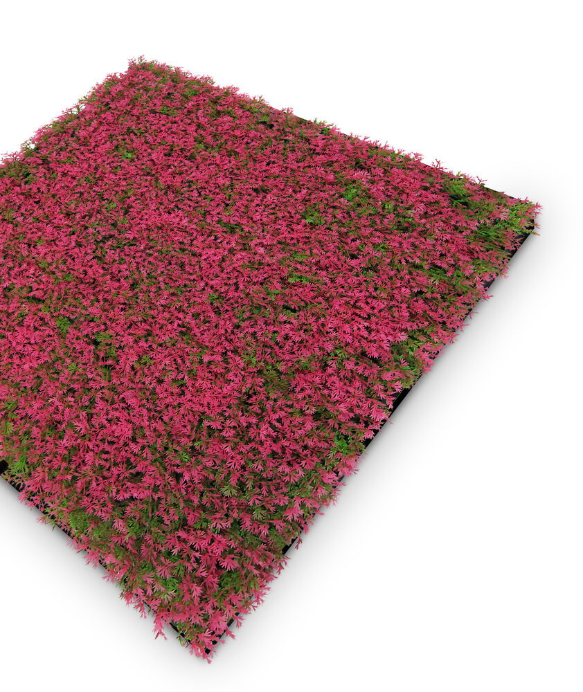 Blumen, Bogenvie, Gartenpflanze, Kragenstern-ähnlich, Floral