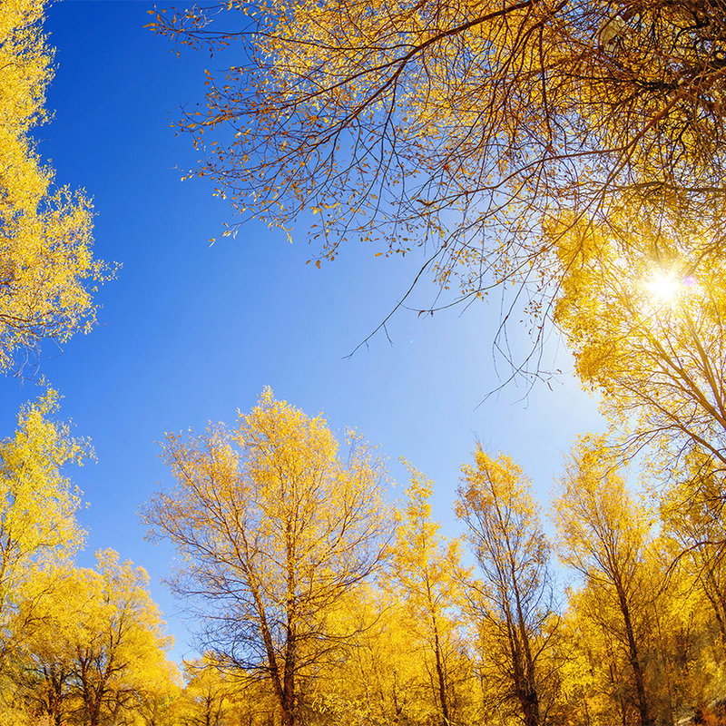 Baum, Herbst, Blätter, Sonne, Himmel
