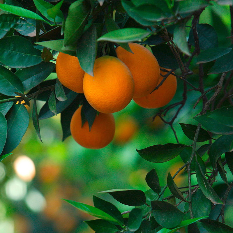Orangen, Orange Baumfrucht, Zitrusfrucht, Fruchtzweig, Blättergrün