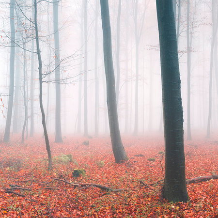 Wald, Herbstlaub, Neblig, Stämme, Bodenblätter