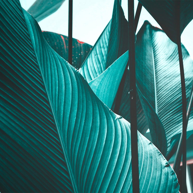         Photo wallpaper leaves tropical turquoise - blue, black
    