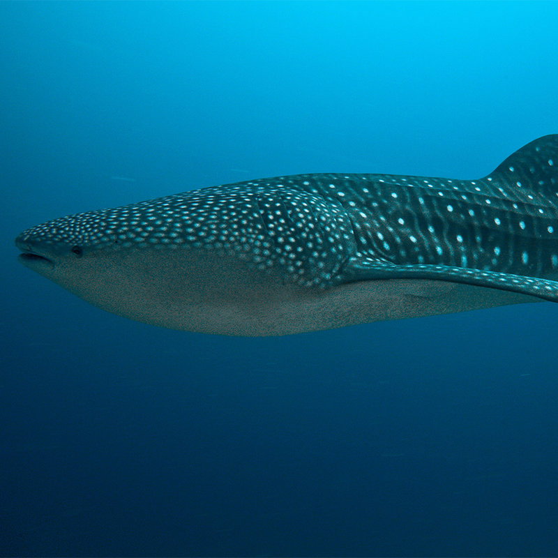 Walhai, unterschiedliche Punkte, Unterwasser, Meerestier, Riesenfisch