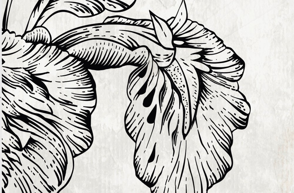 Blume, Iris, Pflanze, Kunst, Zeichnen