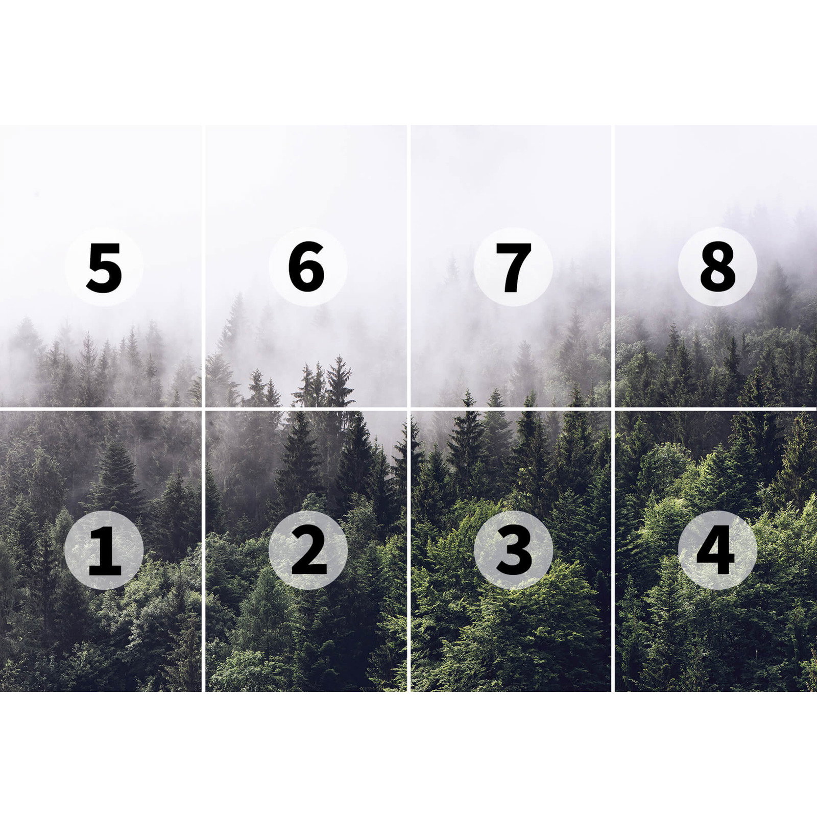 Wald Fototapete Tannen im Nebel – Grün, Weiß