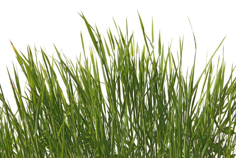             Fototapete frisches Sommergras – Naturtapete für lebendige Grünakzente als Vliestapete – Bunt
        
