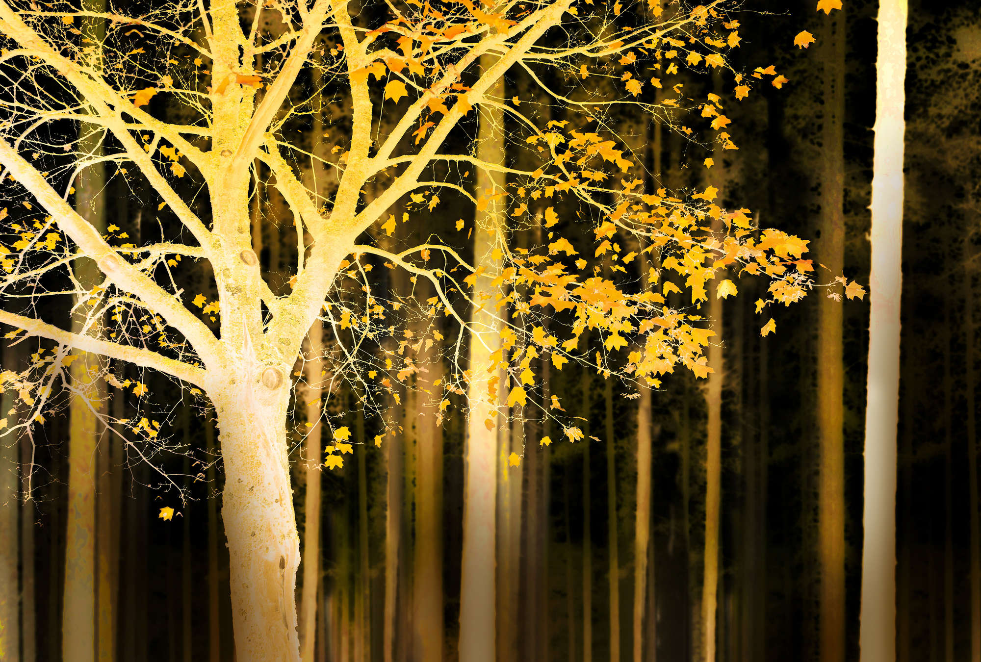             Wald Flair Fototapete – Vliestapete mit leuchtendem Baum Motiv – Gelb, Schwarz
        
