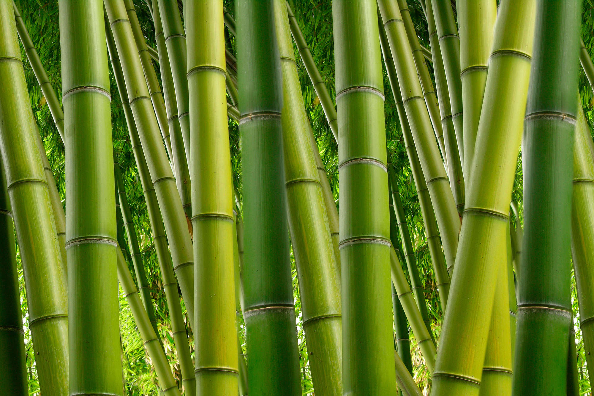 Bamboo, Bambuswald, Stängel, Grün, Natur