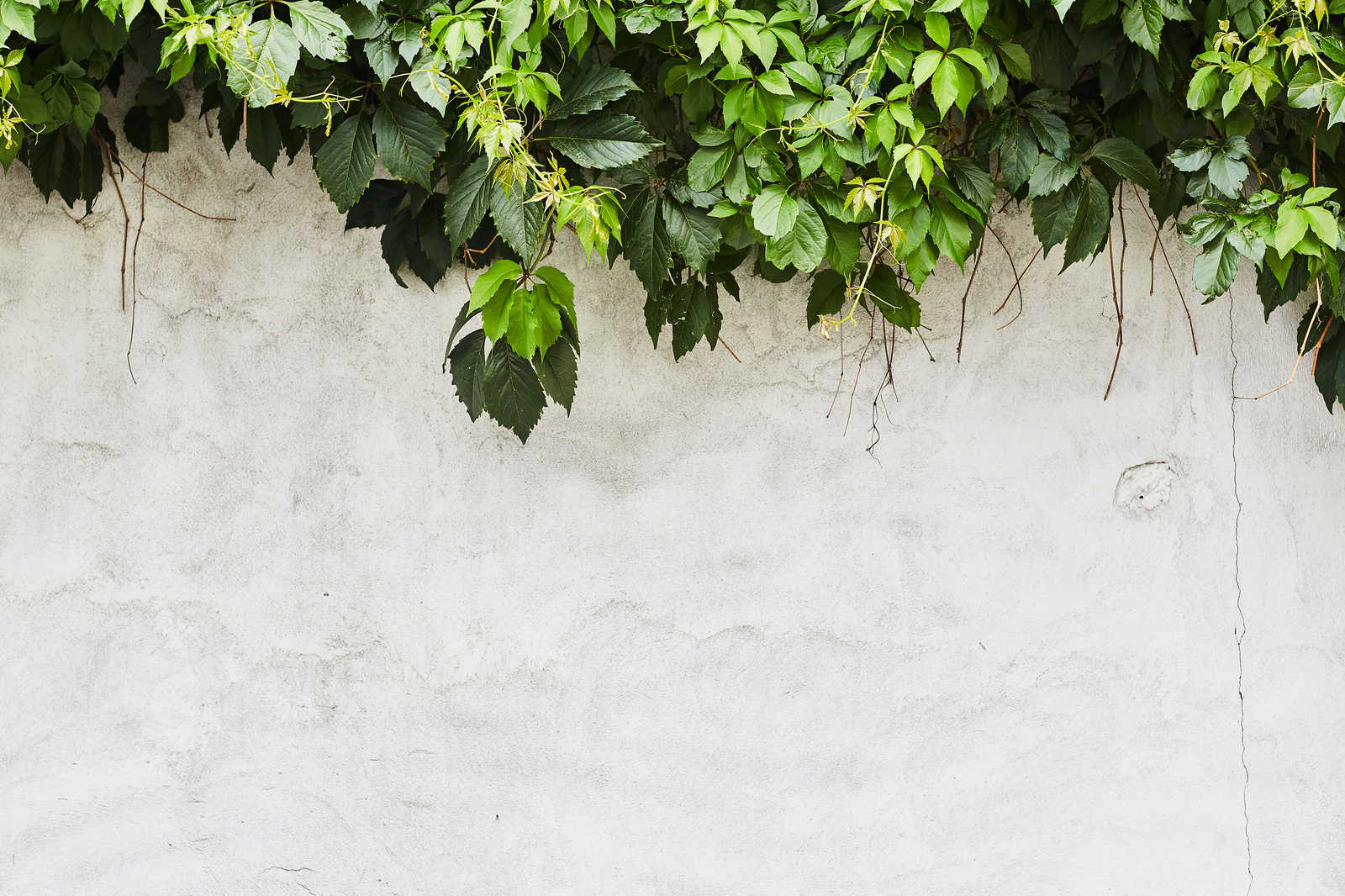             Leinwandbild Blätterranken vor Betonmauer – 0,90 m x 0,60 m
        