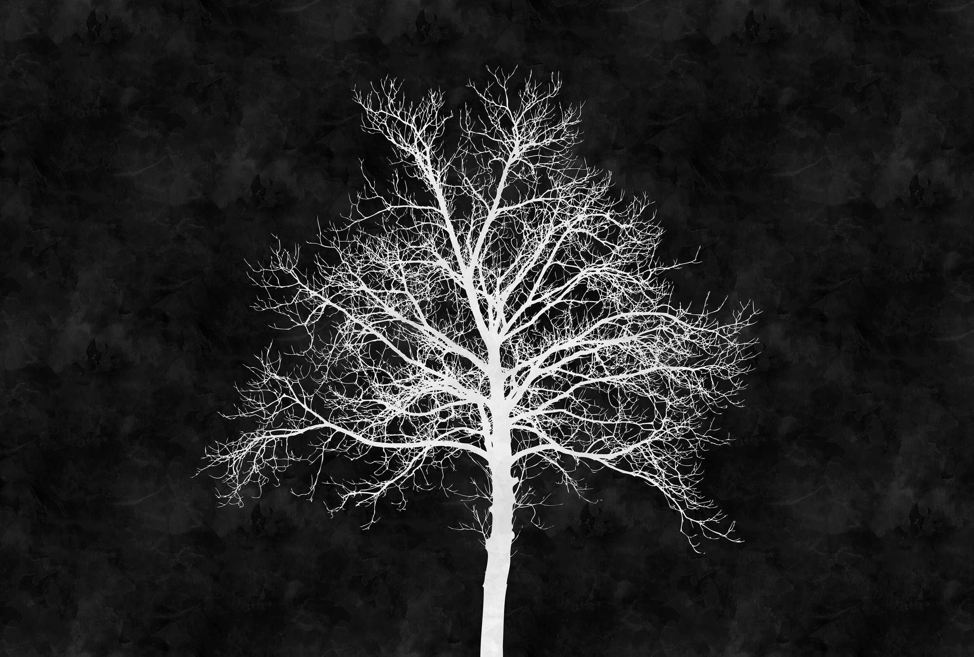Pflanze, Baum, Baumstamm, Eiche, Wetter