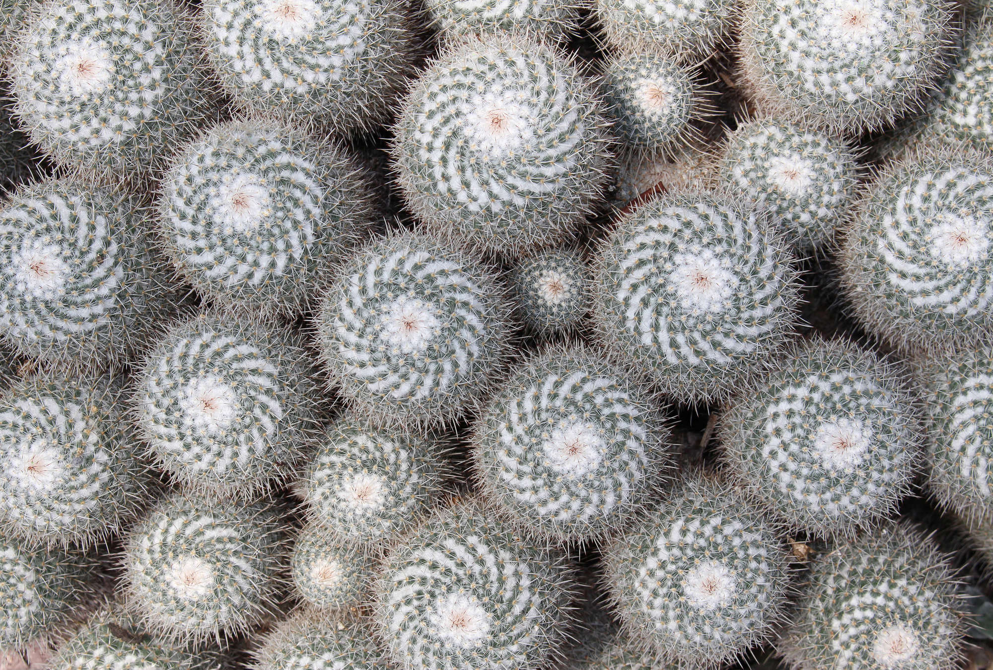             Botanischer Stil Wandtapete – Fototapete mit Kaktus Struktur in 3D Wirkung – Grau, Grün
        