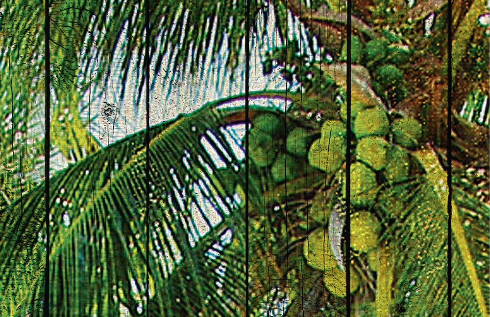 Essen, Obst, Pflanze, Produzieren, Baum