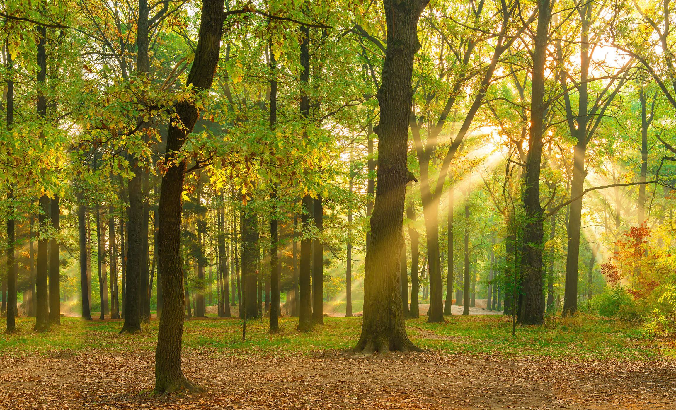Wald, Sonnenstrahlen, Herbst, Baum, Laub