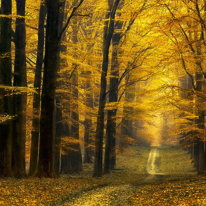         Architects Paper Fototapete AP Digital 4
    