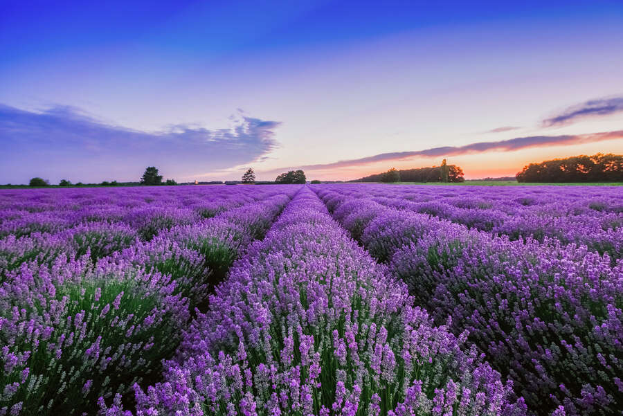             Fototapete Lavendelfelder der Provence – Romantische Vliestapete mit violettem Blütenmeer – Bunt
        