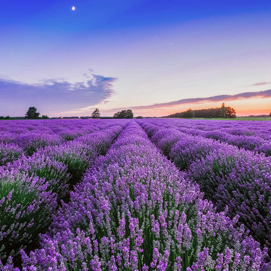 Lavendel Feld, Lavendelreihen, Lila Blumen, Landwirtschaft, Landschaft