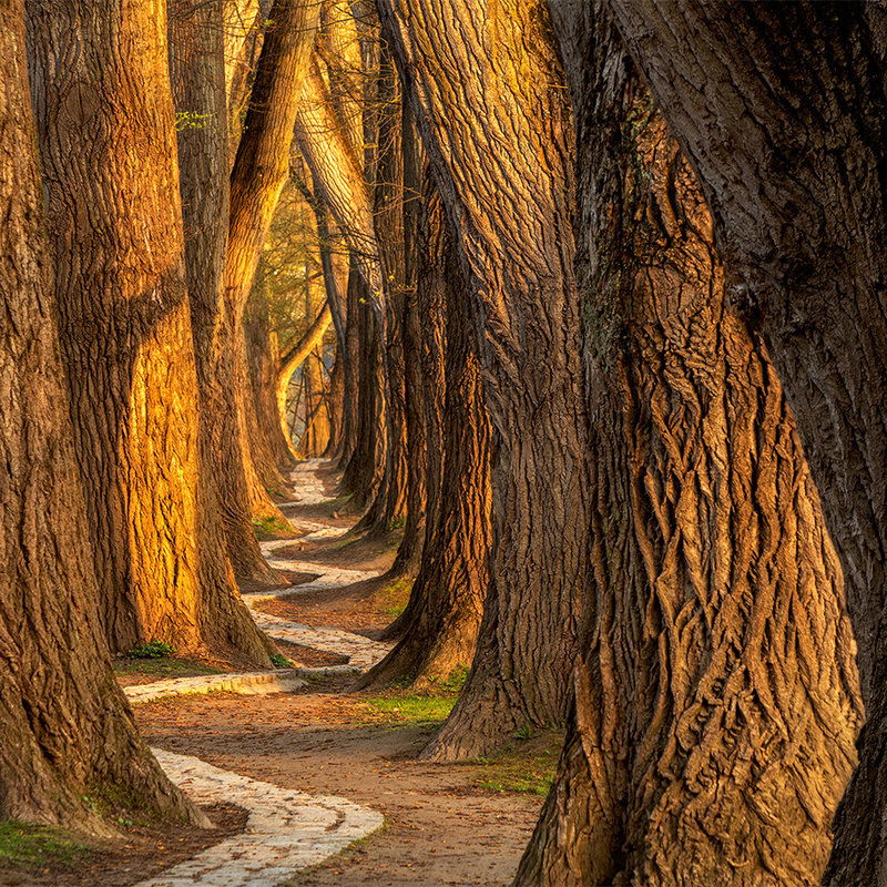         Architects Paper Fototapete AP Digital 4
    