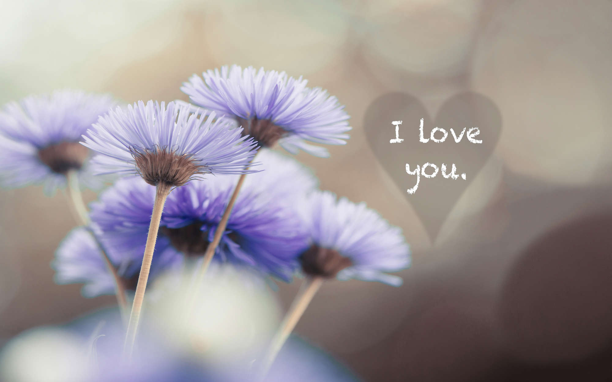 lavendel, blumen, bokeh, herz, ich liebe dich