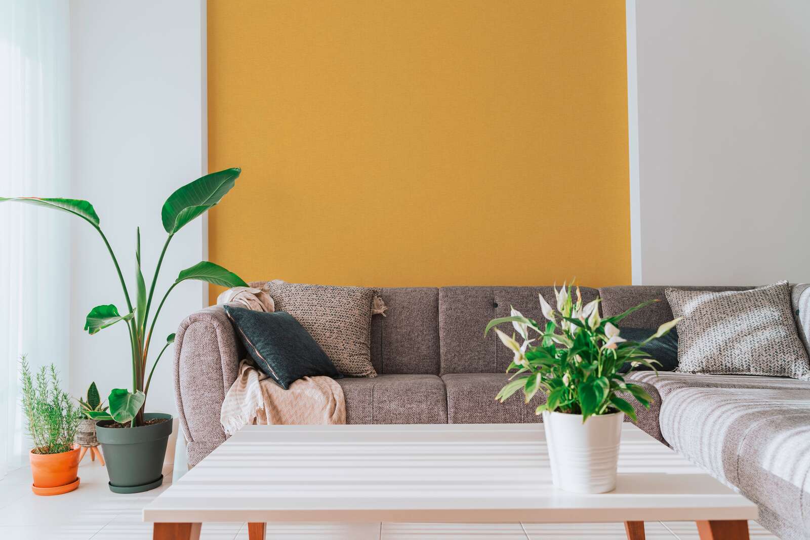 sofa, couch, wohnzimmer, pflanzen, orangenwand