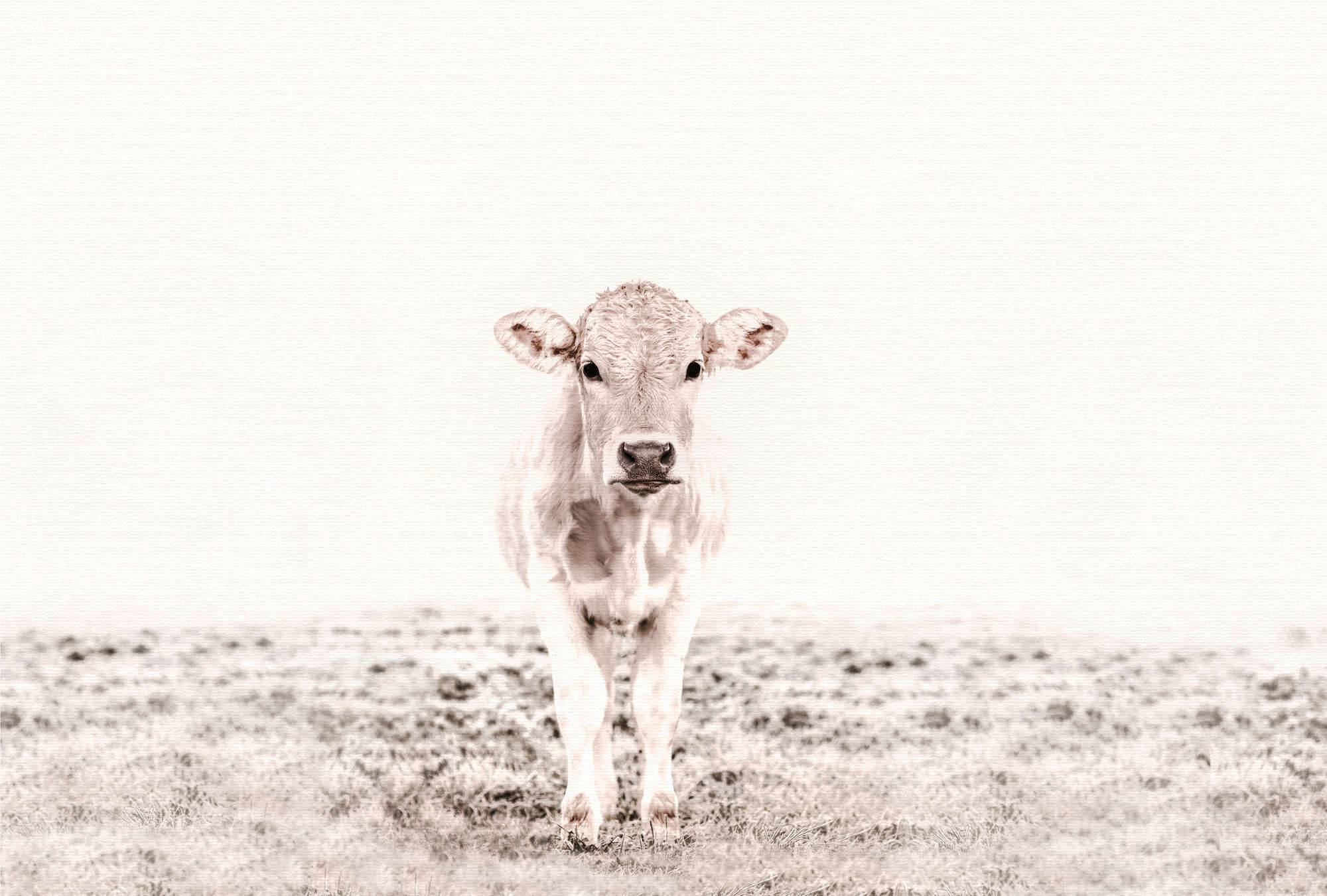 Kalb, Lamm, Tier, Schaf, Tierfoto