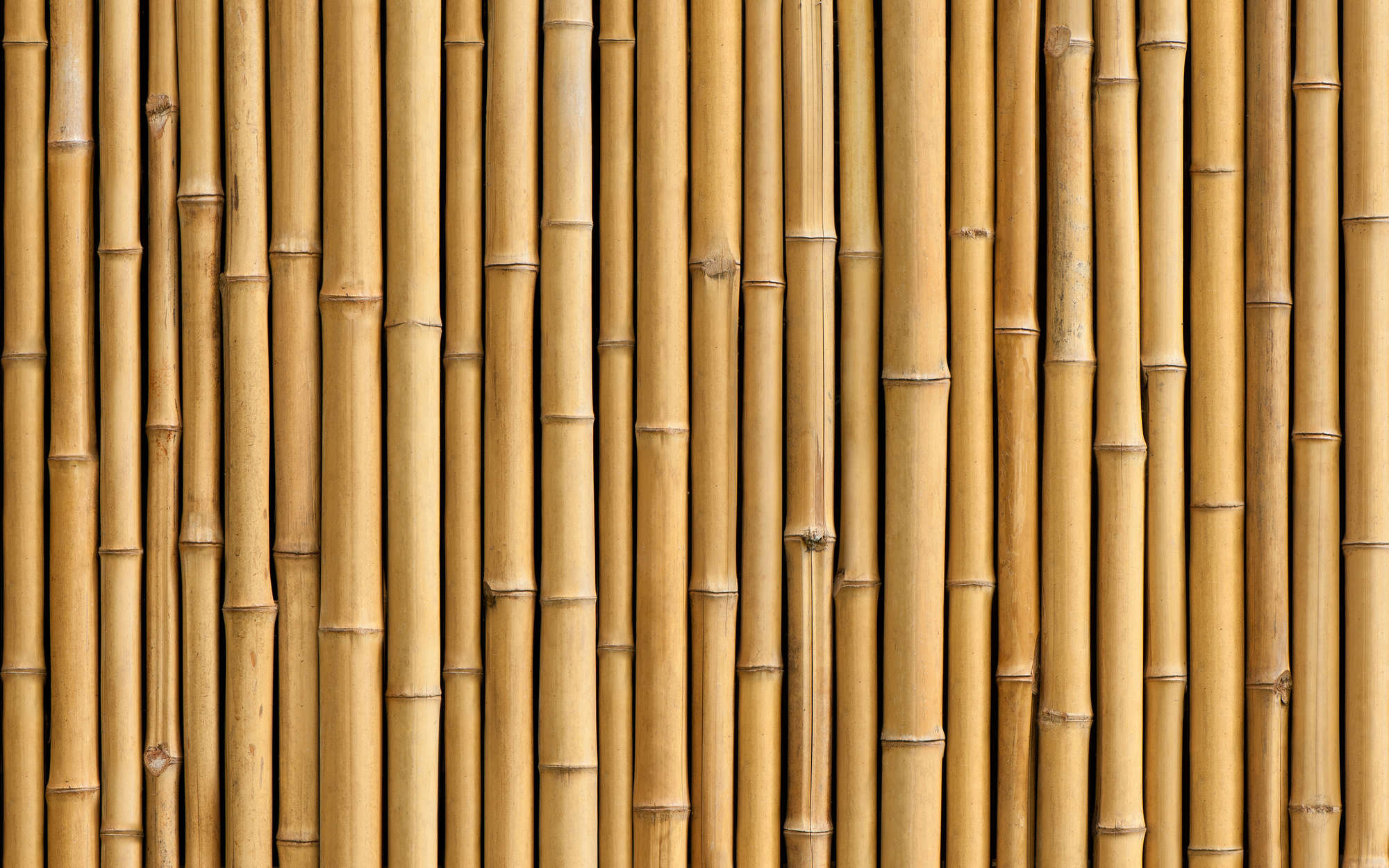 Bamboo Wall Mural in Beige - Pearl Smooth Non-woven