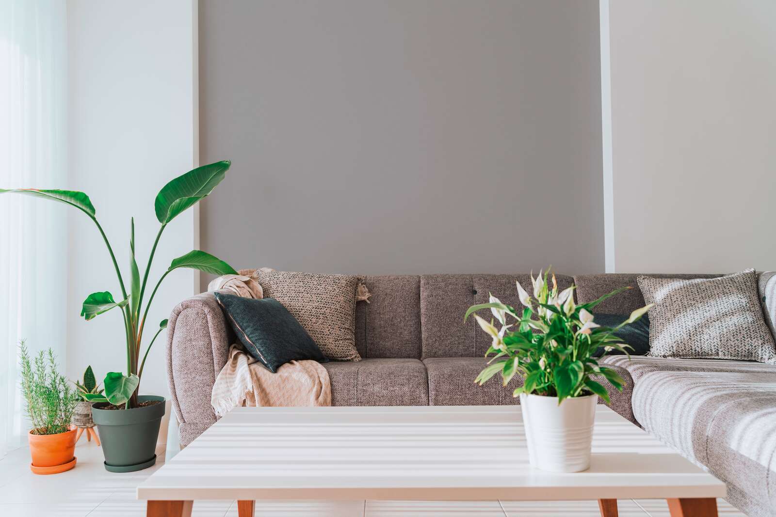 sofa, wohnzimmer, couch, topfpflanzen, couchtisch
